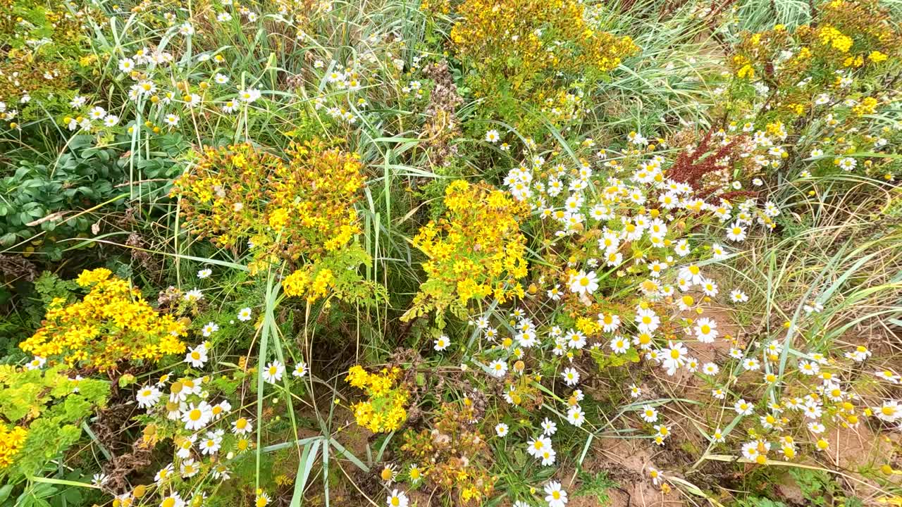Yellow ragwort flowers amidst lush green foliage