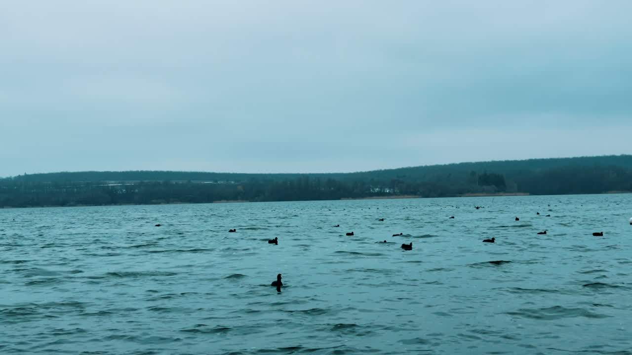 Grey waterscape of the rippled river with some ducks floating on. Dull winter day in the wilderness.