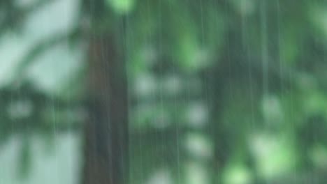 heavy rainfall, green forest background