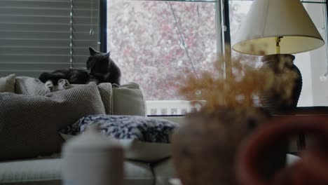 a cozy home environment with a cat cleaning its fur on the sofa