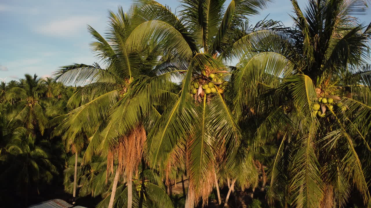 antena, cima de palmeras de coco en el paraíso tropical