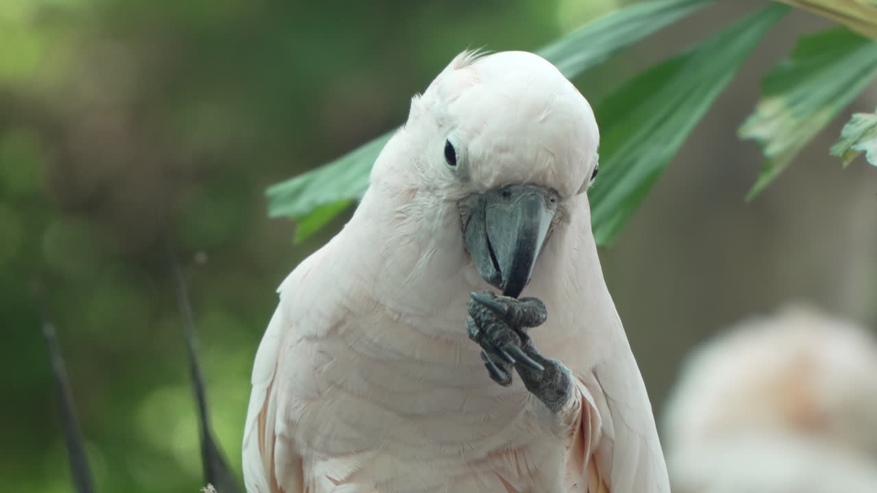 cacatua de cresta de salmón o cacatua de las malucas comiendo sosteniendo comida en la cabeza de la garra de primer plano en una rama de árbol en el safari de bali y el parque marino en siangan, indonesia