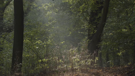 aussie shepherd dog takes off and runs through green forest in beautiful backlight