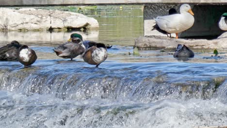 Close-up-of-ducks-on-top-of-weir-at-city-tourist-spot-water-cascading-down-river