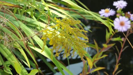 canadian goldenrod at a garden pond