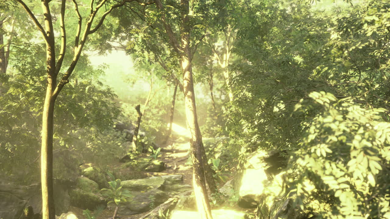 Sunlight filters through lush trees in a tranquil forest pathway