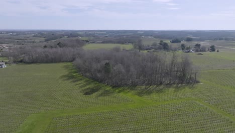 Vineyard-fields-and-shrubs-at-a-field-in-Montussan-Southwestern-France,-Aerial-flyover-shot