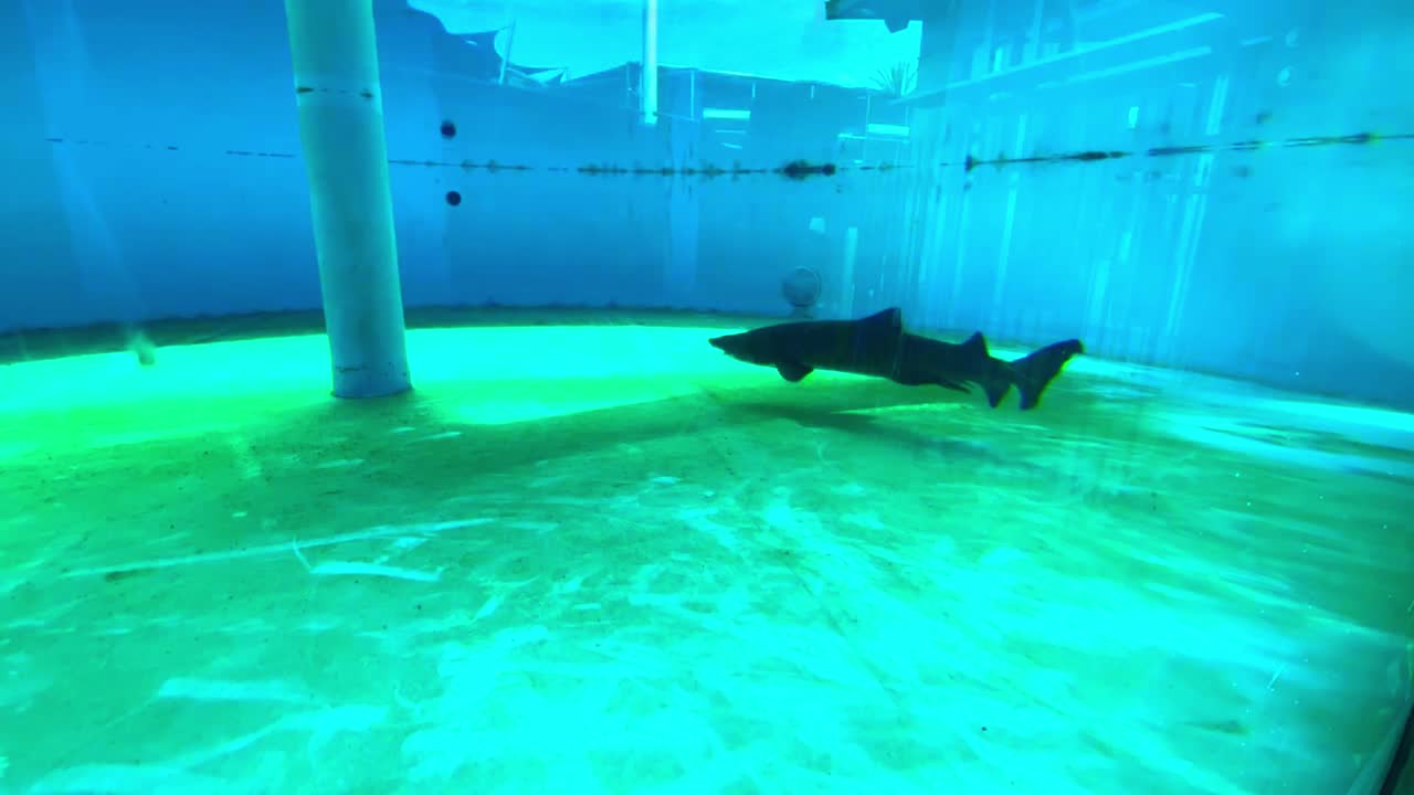 Big Shark swimming slowly at the Aquarium of the Pacific in Long Beach Ca.