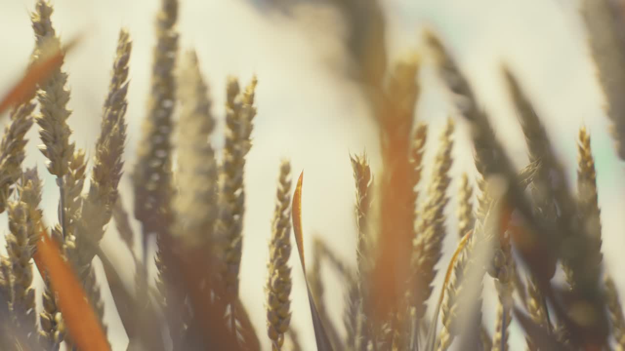 Golden wheat field in the sunshine, showcasing ripe grains ready for harvest. This close-up shot captures the beauty and abundance of nature, symbolizing growth, agriculture, and healthy living.