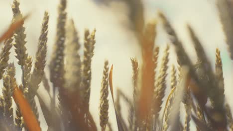 golden wheat field in the sunshine, showcasing ripe grains ready for harvest. this close-up shot captures the beauty and abundance of nature, symbolizing growth, agriculture, and healthy living.