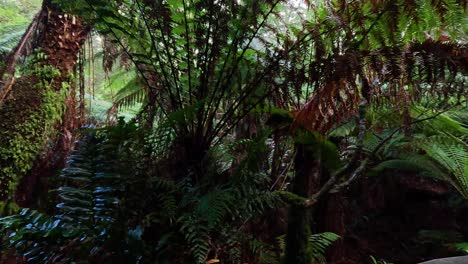 lush greenery along a rainforest trail