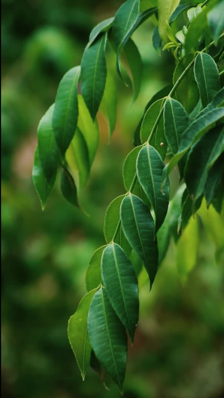 primer plano de las hojas verdes