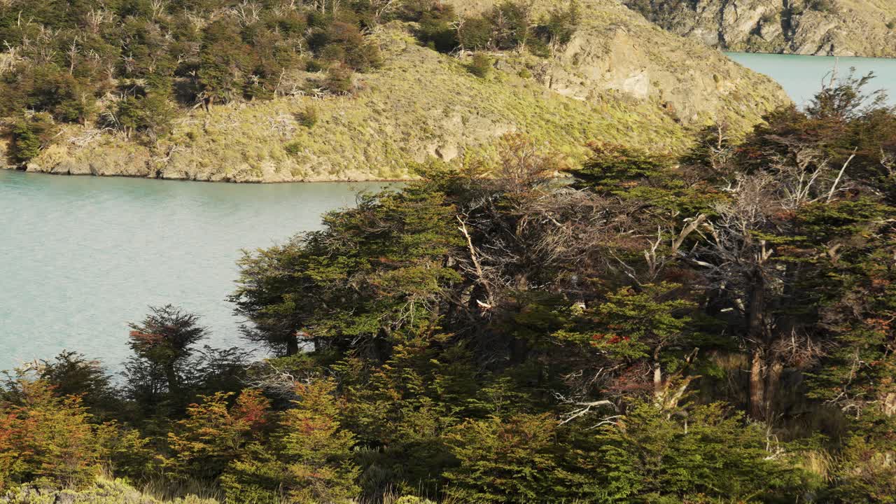 Static shot of a lenga forest along the calm waters of Lake Belgrano, surrounded by rocky hills in Perito Moreno National Park, Southern Patagonia, Argentina