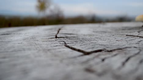schöne holzstruktur