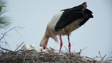 pájaros técnicos 04