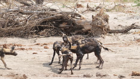 pack of african wild dogs scrambling on a piece of dirty cloth