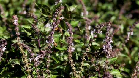 a bee moves among holy basil flowers in a sunlit garden, showcasing pollination in natural surroundings