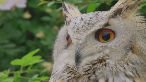 A-beautiful,-huge-European-Eurasian-eagle-owl-gazing-down-from-a-tree-branch