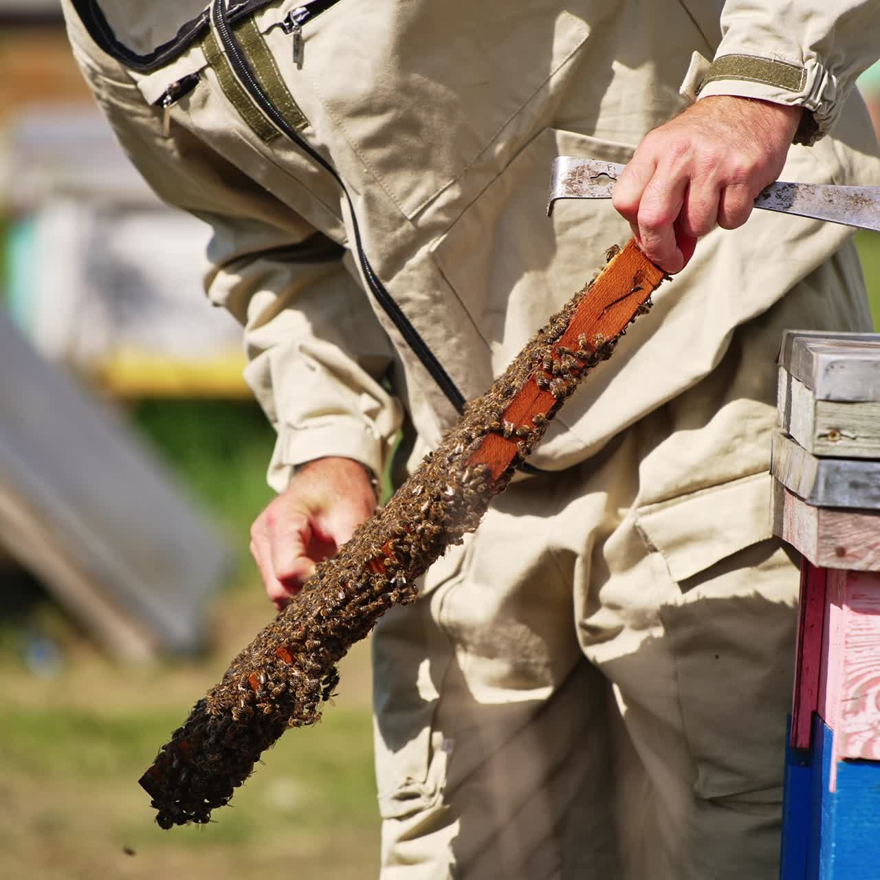 Beekeeper's hands pull the frame out of hive. Apiarist looking carefully at the frame totally covered with worker bees