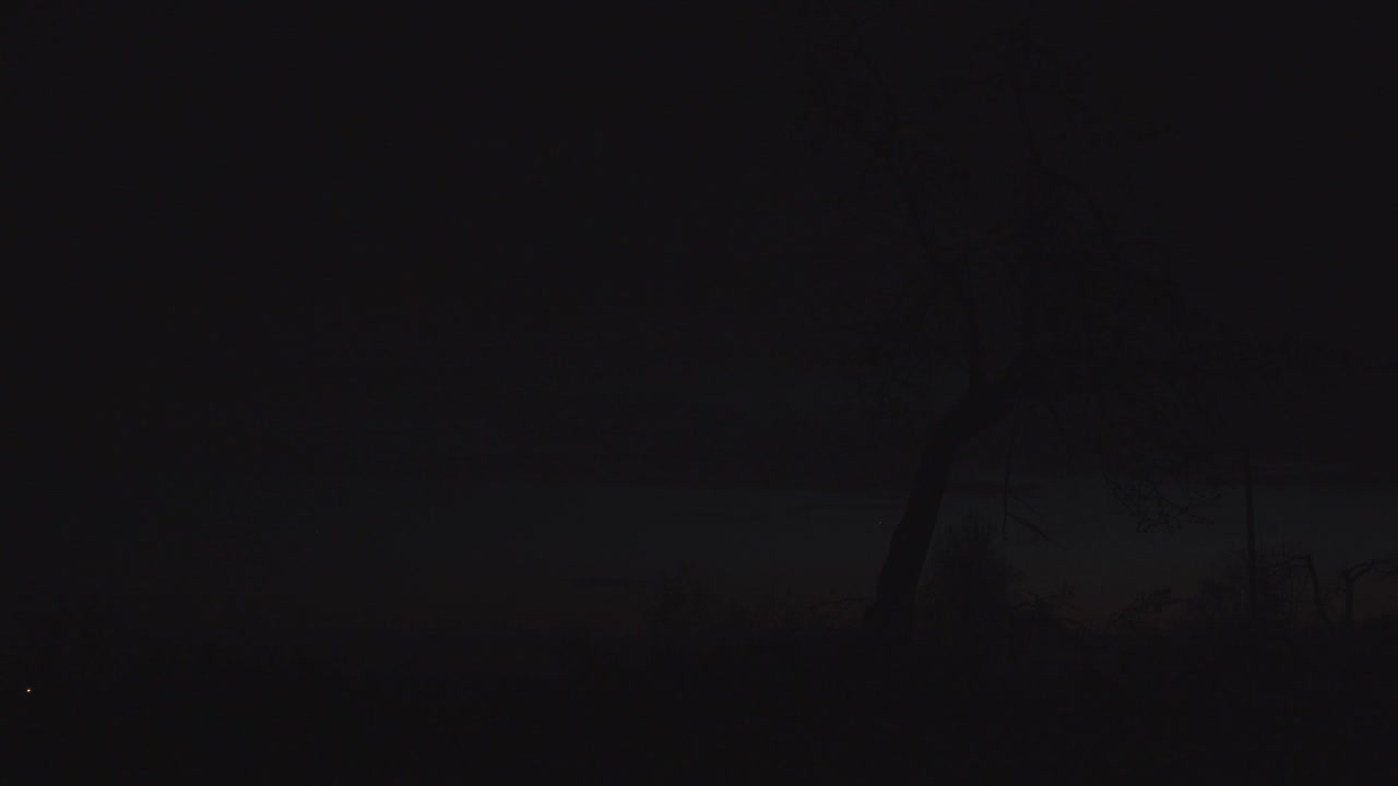 silueta de los árboles por la noche