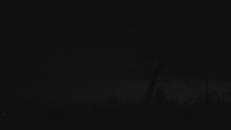 silhouette of trees at night