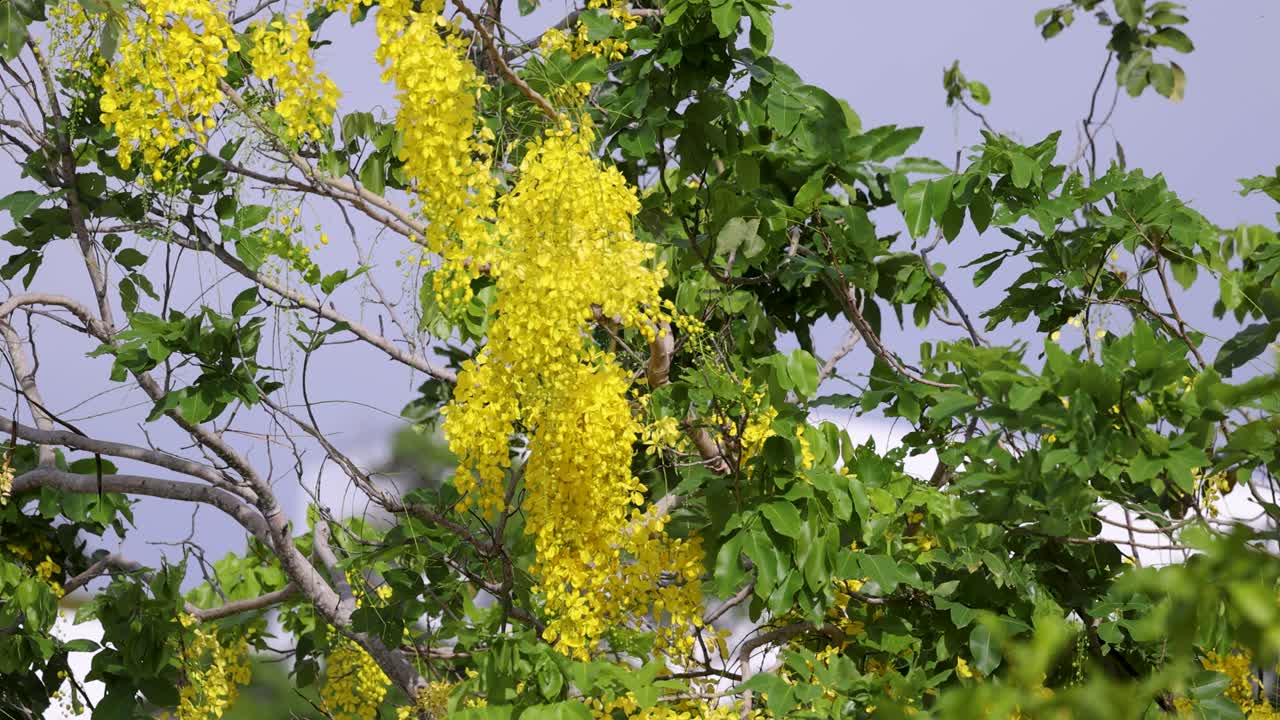 Vibrant yellow flowers of the golden shower tree sway gently in a lush, tropical setting under natural daylight