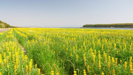 beautiful lupine fields on the kashiwabara coast