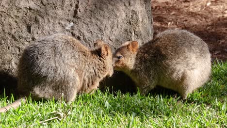 two quokkas engaging in close interaction