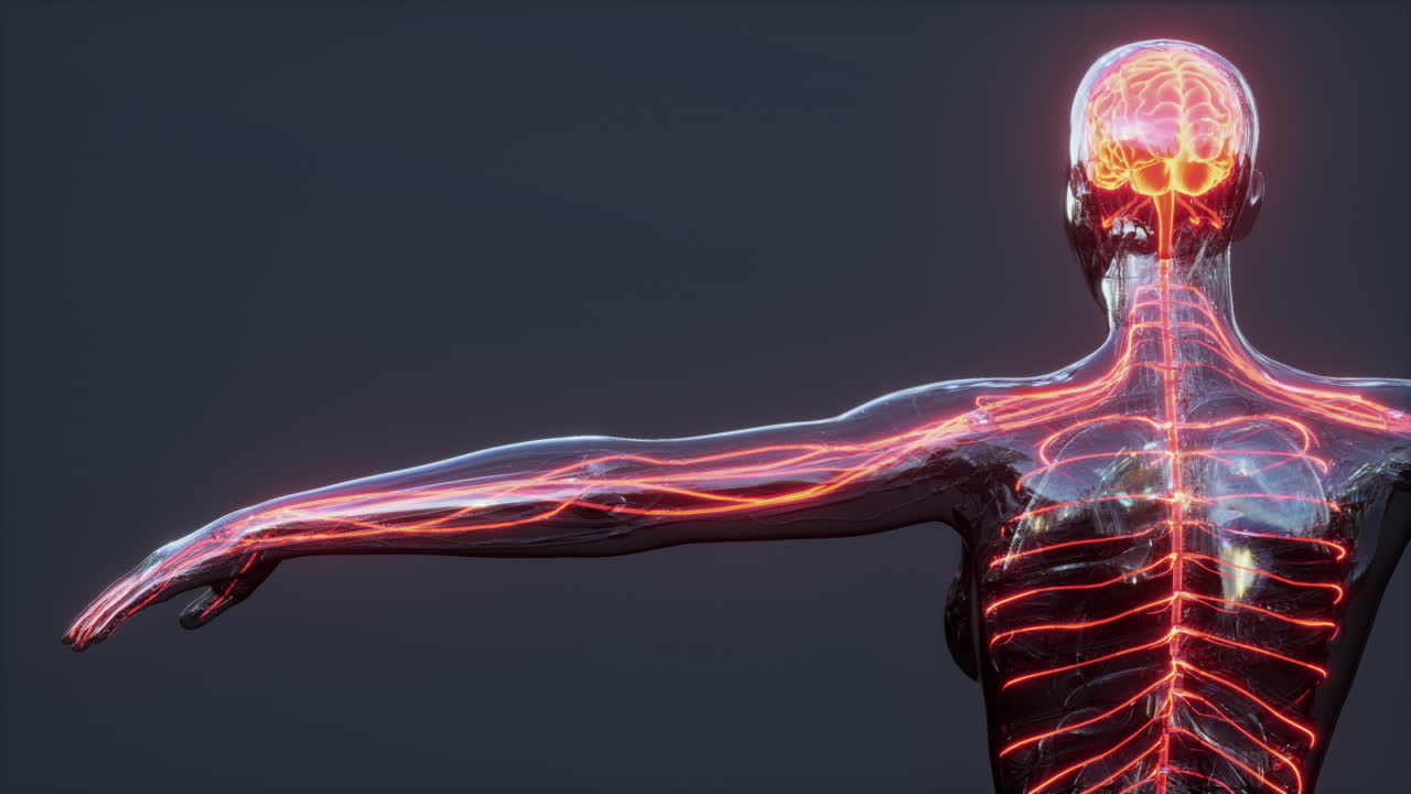 anatomía del cerebro humano para el concepto médico