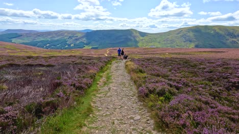 Two people walk away on a stone path through blooming heather under bright daylight, with rolling Scottish hills and blue sky in the background. Camera remains steady