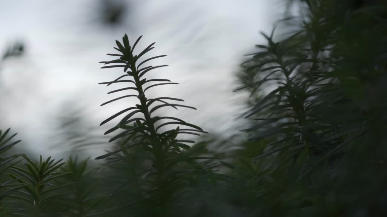 Statisk nærbillede af grenene på et grantræ i kedeligt vejr i naturen, hvilket giver en efterårsfølelse