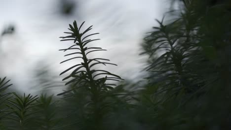 Primer-Plano-Estático-De-Las-Ramas-De-Una-Conífera-De-Abeto-En-Un-Clima-Aburrido-En-La-Naturaleza-Que-Da-Una-Sensación-Otoñal