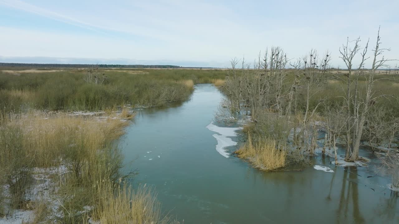Aerial establishing view of empty Great Cormorant , sunny winter day, dead trees, Barta river, wide drone shot moving forward low