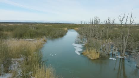 Luftaufnahme-Des-Leeren-Kormorans,-Sonniger-Wintertag,-Tote-Bäume,-Barta-Fluss,-Breite-Drohnenaufnahme,-Die-Sich-Tief-Vorwärts-Bewegt