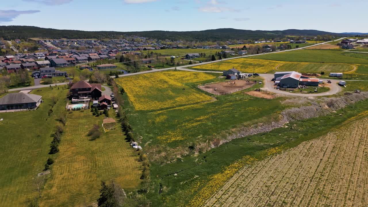 Aerial drone flight over golden dandelion-covered farmland in Kilbride, Newfoundland, showcasing vast open fields and rural landscape in full bloom.