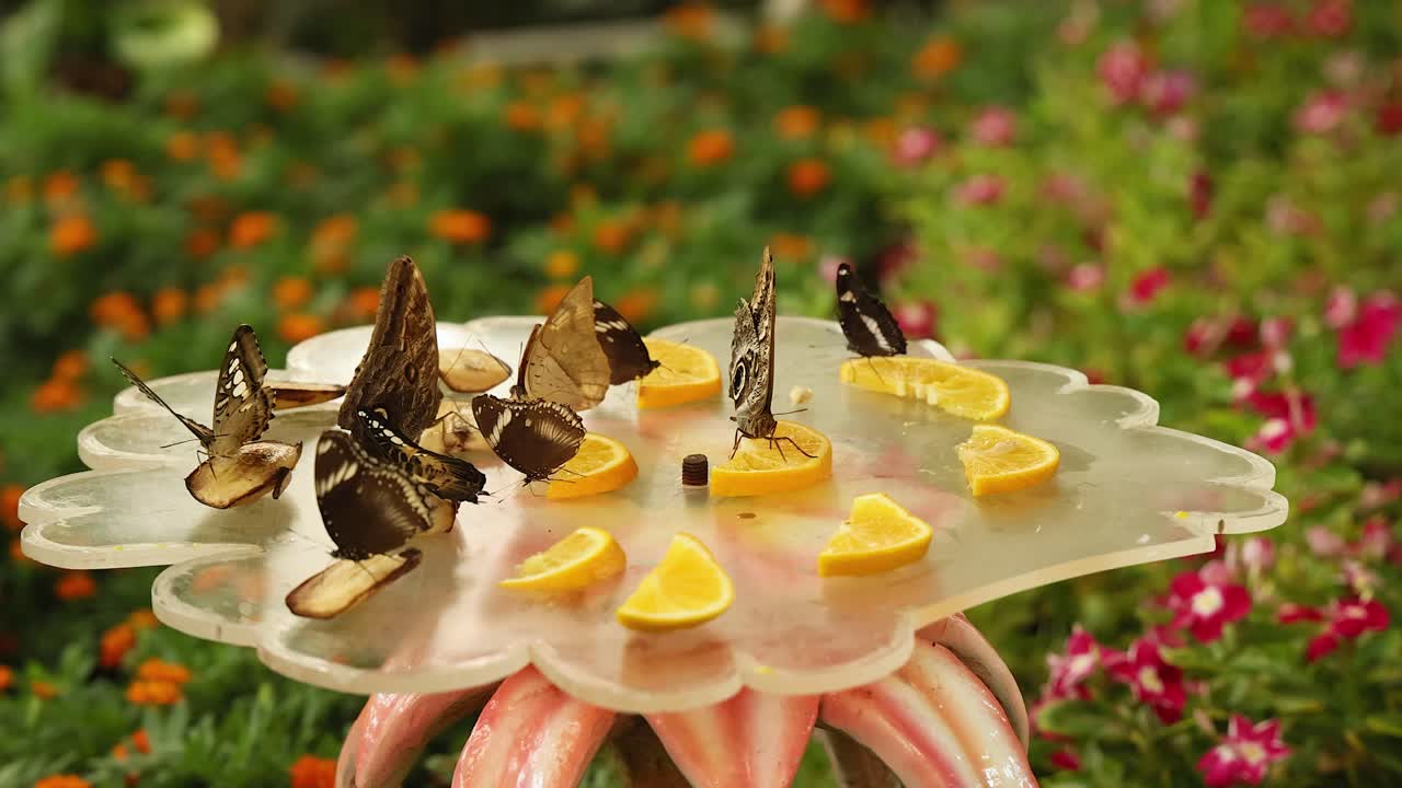 las mariposas se reúnen alrededor de rebanadas de limón en dubai.