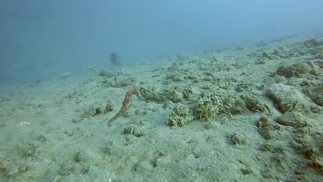 Caballito-De-Mar-Nadando-A-Lo-Largo-De-Un-Fondo-Oceánico-Fangoso