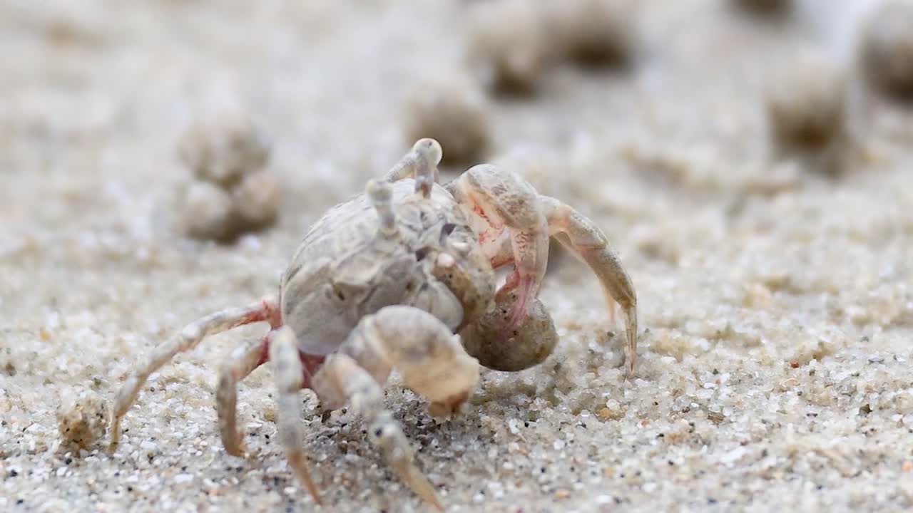 A ghost crab intricately moves across a sandy beach, surrounded by small sand balls.