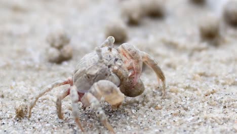 a ghost crab intricately moves across a sandy beach, surrounded by small sand balls.