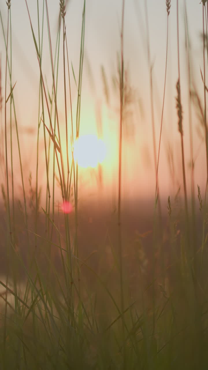 Peaceful scene capturing tall grasses gently swaying in the warm light ...