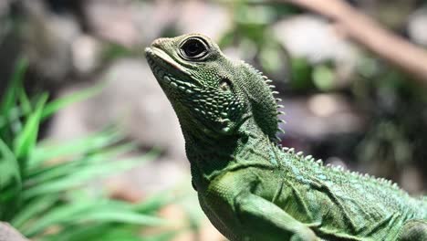 primer plano del majestuoso dragón de agua chino en color verde disfrutando de la luz del sol