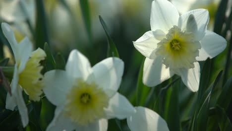 Narciso-Floreciendo-En-El-Parque-De-La-Ciudad.