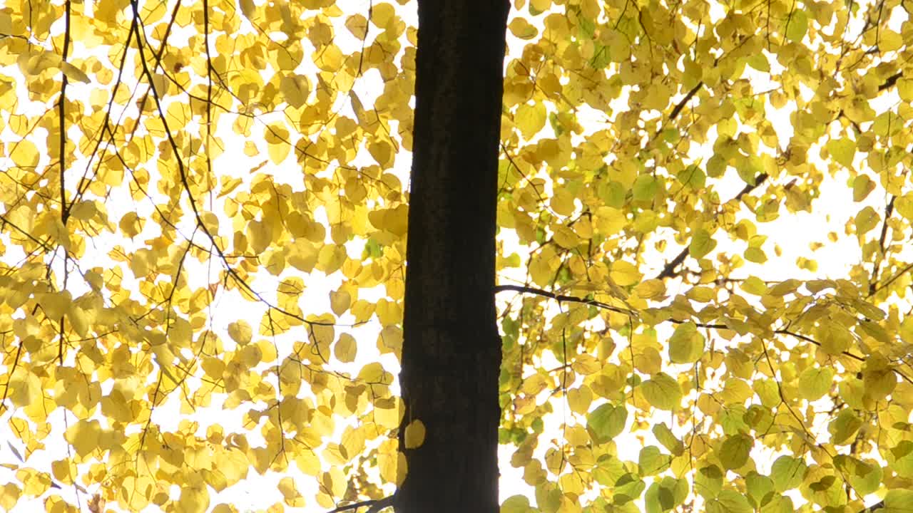 foglie d'autunno