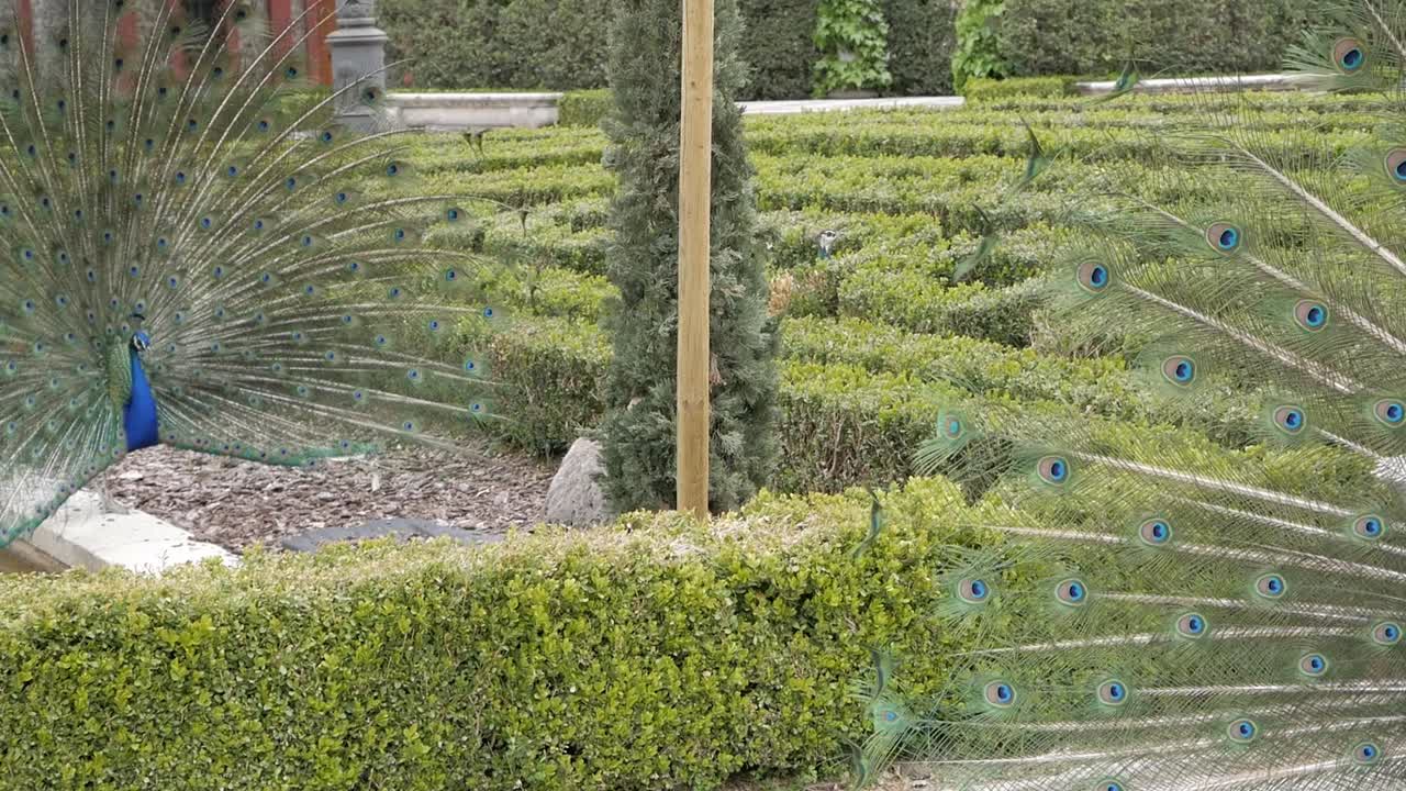 peahen con peacok haciendo baile de apareamiento en frente