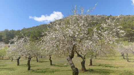 cherry field in bloom with mountains in the background