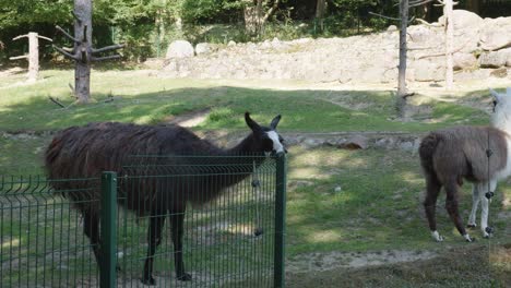 two-Domesticated-Llamas-At-The-Zoological-Park-In-Gdańsk,-Poland