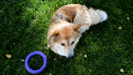 funny welsh corgi fluffy dog walking outdoors