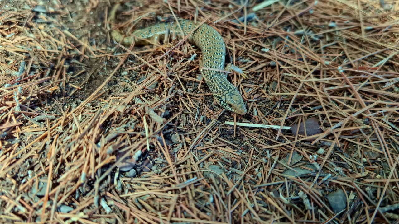 Detailed close-up of small scaly lizard, skink or Iberian sand lizard, on dried grass