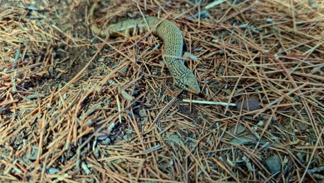 detailed close-up of small scaly lizard, skink or iberian sand lizard, on dried grass