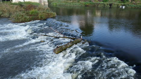 black cormorants in the river